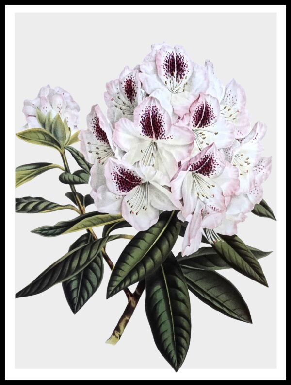 CC 358 Pink Rhododndrn II